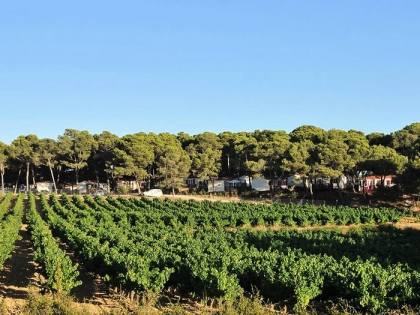 Camping - Castelnau-de-Guers - Languedoc-Roussillon - résidentiel la Pinède - Image #8