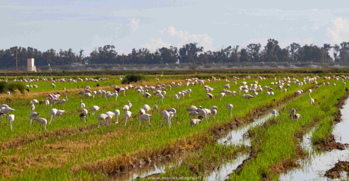 Camping - De Ampulla - Costa Dorada - Taiga Delta de l'Ebre - Image #10