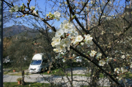 Camping Acqua Dolce -1 étoiles - levanto - Toocamp